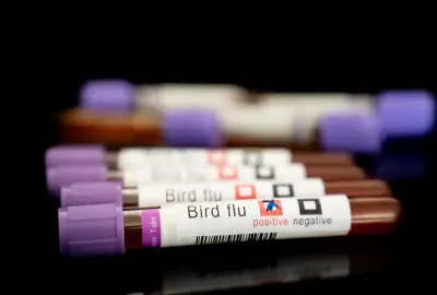 Bird flu isn't as silent as we think — experts caution the pandemic threat is still growing
